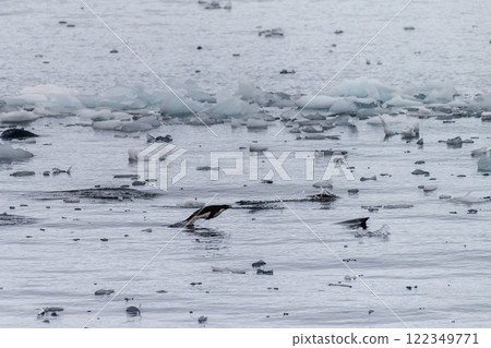 Adelie Penguins in Antarctica Adelie Penguins in Antarctica 122349771
