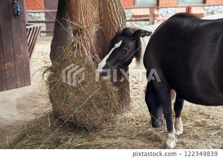 Two American dwarf horses are eating hay in an aviary behind a fence. Animals during lunch. With space to copy. High quality photo 122349839