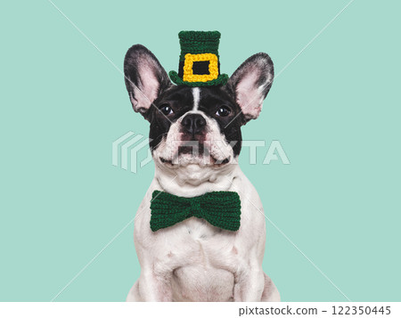 Lovable, pretty puppy and bright green hat 122350445