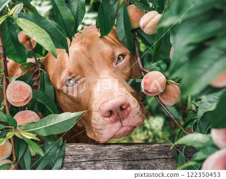 Lovable, pretty brown puppy and ripe, juicy peaches 122350453