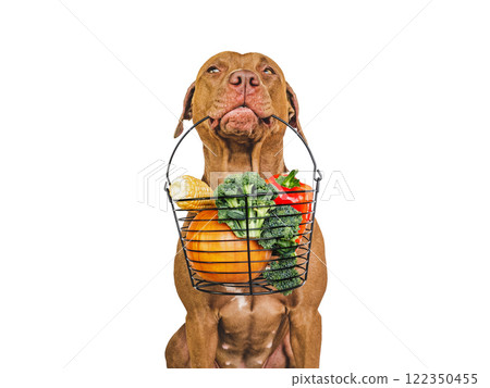 Lovable puppy and small basket of fresh vegetables 122350455