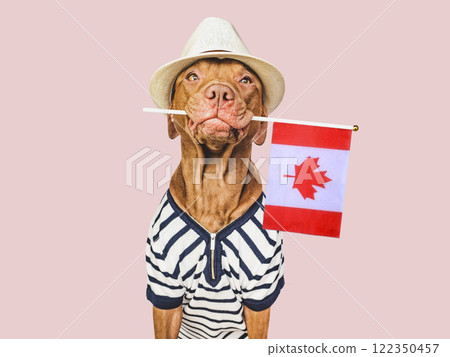 Charming, lovable brown puppy and Canadian flag 122350457