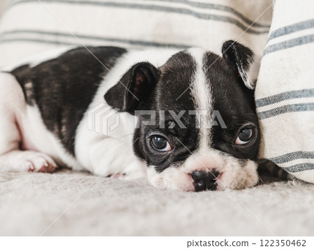 Cute puppy lying on the bed. Close-up Cute puppy lying on the bed. Close-up 122350462