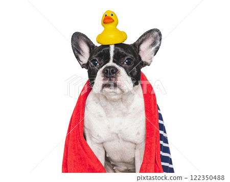 Cute puppy, blue towel and yellow rubber duck 122350488