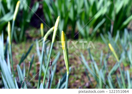 Early Crocus, Crocus chrysanthus, blooming in. spring. Early Crocus, Crocus chrysanthus, blooming in. spring. 122351064