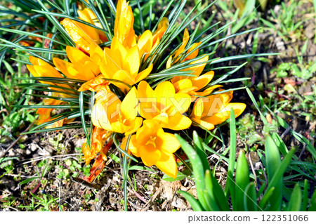 Golden Crocus ,Crocus chrysanthus, in park Golden Crocus ,Crocus chrysanthus, in park 122351066