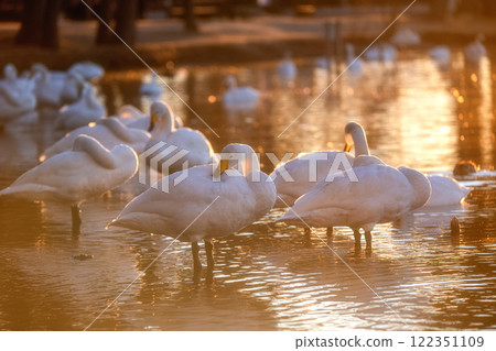 飛向水戶市大塚池的天鵝群 122351109