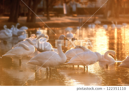 飛向水戶市大塚池的天鵝群 122351110