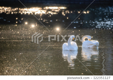 飛向水戶市大塚池的天鵝群 122351127