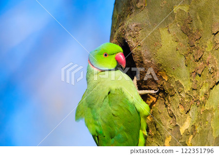 Rose-ringed parakeet. Bird on a branch. Blurred background. Animals in wild nature. Rose-ringed parakeet. Bird on a branch. Blurred background. Animals in wild nature. 122351796