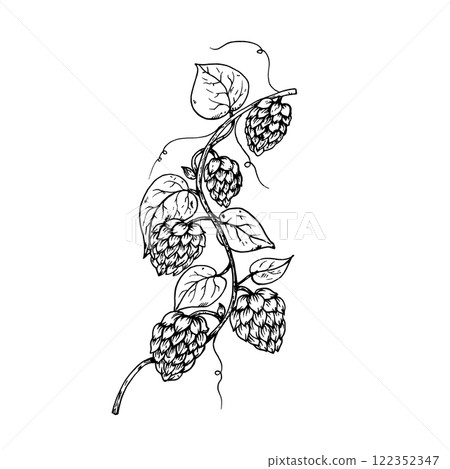 Vector common hop. Graphic ink, eco, organic Humulus lupulus branch with leaves and cones illustration isolated on background. Hand drawn line sketch. For designers, prints, logo, menu, postcards Vector common hop. Graphic ink, eco, organic Humulus lupulus branch with leaves and cones illustration isolated on background. Hand drawn line sketch. For designers, prints, logo, menu, postcards 122352347