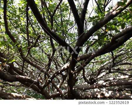 Muroto Ako Tree 122352619