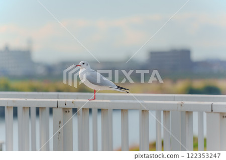 黑頭鷗棲息在柵欄上 黑頭鷗棲息在柵欄上 122353247