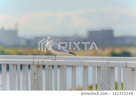 黑頭鷗棲息在柵欄上 黑頭鷗棲息在柵欄上 122353248