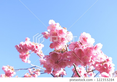 深粉紅色的土肥櫻花 深粉紅色的土肥櫻花 122353284