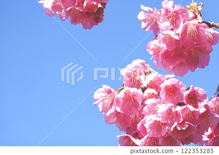藍天映襯下的土肥櫻花 122353285