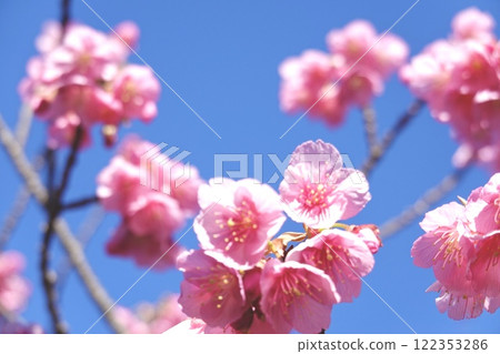早開、絢麗的土肥櫻花 122353286
