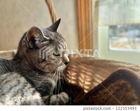一隻貓在陽光下舒適地睡覺 一隻貓在陽光下舒適地睡覺 122353493