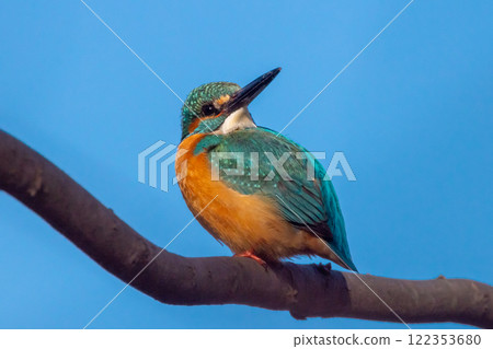 A kingfisher perched on a branch around the landscaped pond (boat pond) at Kawagoe Aquatic Park in Ikebe, Kawagoe City, Saitama Prefecture A kingfisher perched on a branch around the landscaped pond (boat pond) at Kawagoe Aquatic Park in Ikebe, Kawagoe City, Saitama Prefecture 122353680