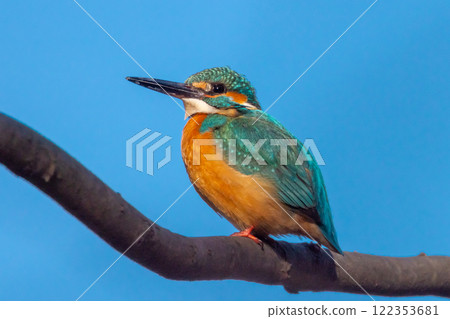 A kingfisher perched on a branch around the landscaped pond (boat pond) at Kawagoe Aquatic Park in Ikebe, Kawagoe City, Saitama Prefecture 122353681
