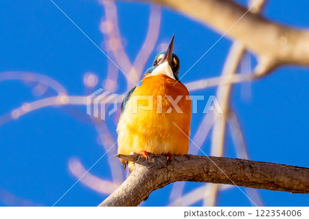 A kingfisher perched on a branch around the landscaped pond (boat pond) at Kawagoe Aquatic Park in Ikebe, Kawagoe City, Saitama Prefecture 122354006