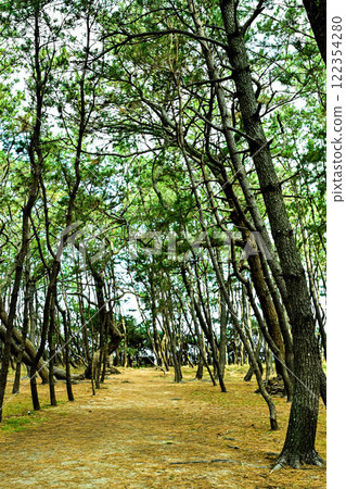 Pine forest of Niji no Matsubara Pine forest of Niji no Matsubara 122354280