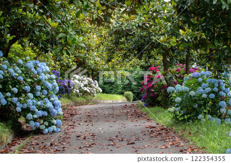 Path in the old beautiful hydrangeas and magnolias garden covered with dry fallen leaves 122354355