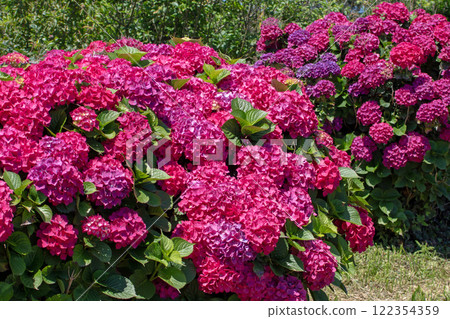 Hydrangea macrophylla globe form shrubs with red flowers. Hydrangea macrophylla globe form shrubs with red flowers. 122354359