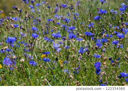 Cornflower or centaurea cyanus or bachelor's button blue flowers on the summer meadow rustic background. Cornflower or centaurea cyanus or bachelor's button blue flowers on the summer meadow rustic background. 122354360