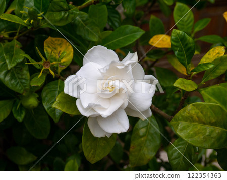 Gardenia beautiful white fragrant flower in the garden 122354363