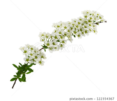 Spring twig of spiraea flowers and leaves isolated 122354367