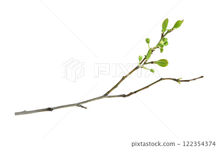 Spring twig with first green leaves and buds of flowers isolated on white 122354374