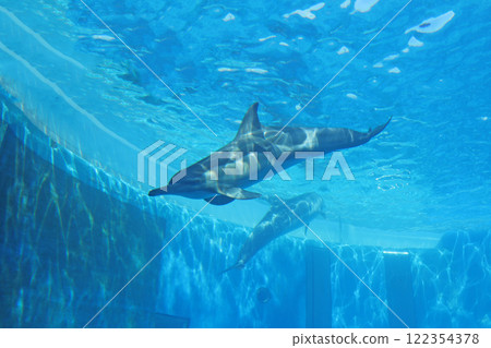 海豚練習 海豚練習 122354378