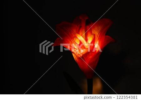 Beautiful and lustrous blooming lilies 122354381