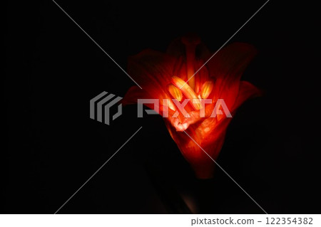 Beautiful and lustrous blooming lilies Beautiful and lustrous blooming lilies 122354382