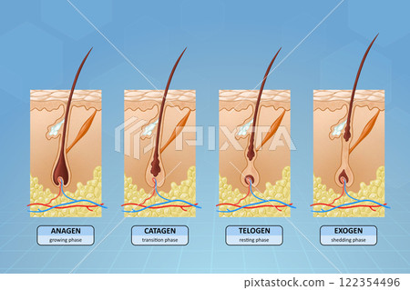 Stages of hair growth 122354496