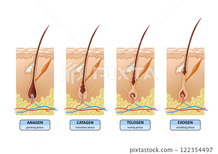 Stages of hair growth Stages of hair growth 122354497
