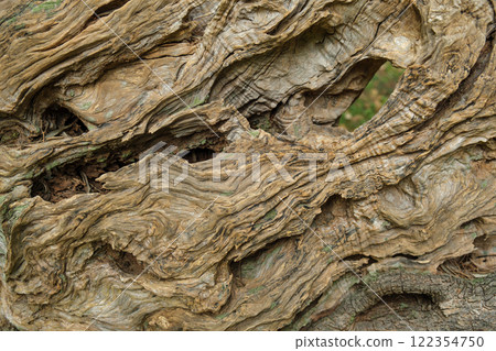 Close-up of textured tree bark with moss from an ancient centuries-old Mediterranean olive tree Close-up of textured tree bark with moss from an ancient centuries-old Mediterranean olive tree 122354750