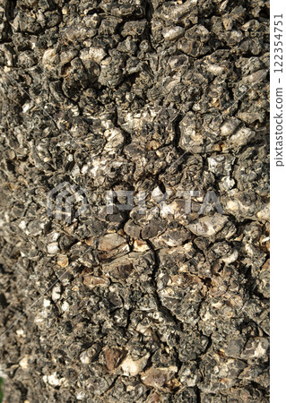 Close-Up of Rugged Palm Tree Bark Texture Close-Up of Rugged Palm Tree Bark Texture 122354751