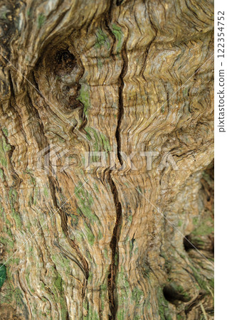 Close-up of textured tree bark with moss from an ancient centuries-old Mediterranean olive tree Close-up of textured tree bark with moss from an ancient centuries-old Mediterranean olive tree 122354752
