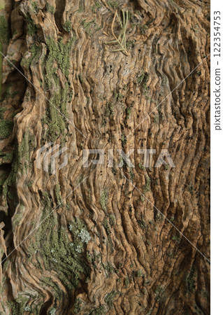 Close-up of textured tree bark with moss from an ancient centuries-old Mediterranean olive tree 122354753