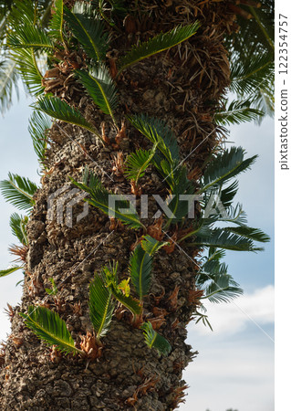 Close-Up of Palm Tree Trunk with old and young Leaves 122354757