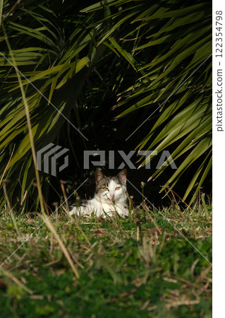 Cat Relaxing Under Palm Tree Shade Cat Relaxing Under Palm Tree Shade 122354798