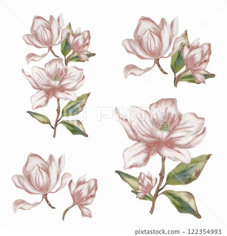 Magnolias in soft watercolor showcasing delicate blooms and lush green leaves 122354993