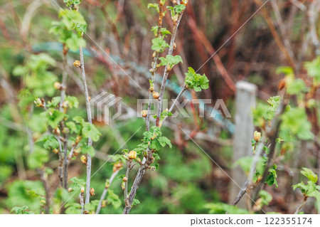 Blackcurrant Gall or Big Bud Mite pest. Infected enlarged round buds on young currant bush in Spring Blackcurrant Gall or Big Bud Mite pest. Infected enlarged round buds on young currant bush in Spring 122355174