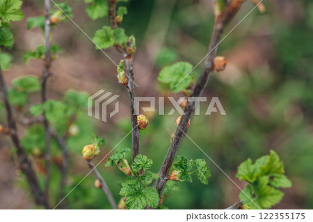 Blackcurrant Gall or Big Bud Mite pest. Infected enlarged round buds on young currant bush in Spring Blackcurrant Gall or Big Bud Mite pest. Infected enlarged round buds on young currant bush in Spring 122355175