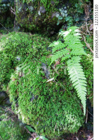Forest bathing in the forest 122355180