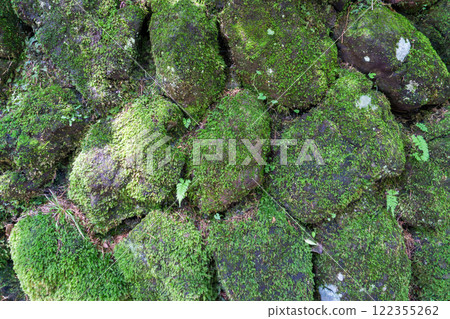 Landscape with moss in the forest 122355262