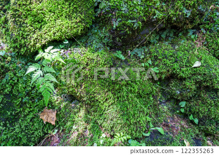 Landscape with moss in the forest 122355263