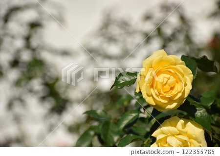 Yellow autumn roses Yellow autumn roses 122355785